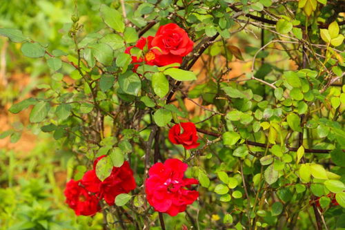 生态体验， 文化之旅