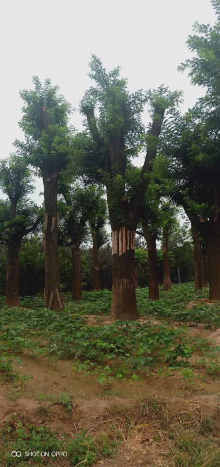 山东的气候，西北的树