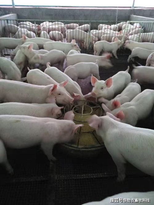 猪饲料蛋白含量多少才算适宜，过高或过低对猪的健康养殖有何影响？