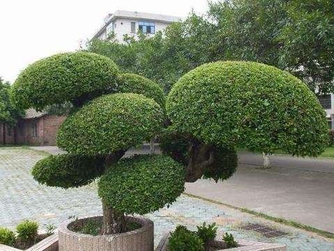 十二月园林养护工作指南：植物修剪与施肥全攻略