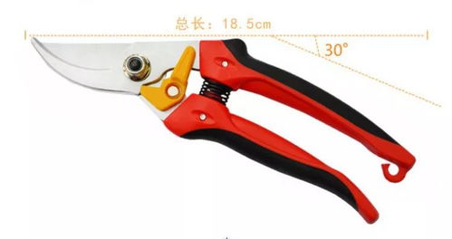 修眉刀也嫩剪文竹？抖音上火的那个狠人