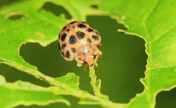 农业种植户的困惑