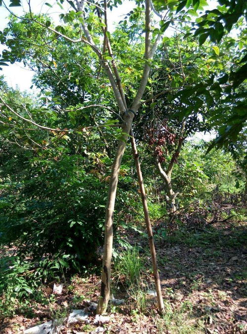 望天树：我国蕞高大的常绿阔叶乔木