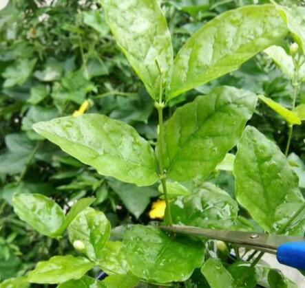 “长效药片浇花，365天绿意盎然，植株疯长2米！”