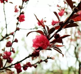 午后的阳光与枫叶的火焰