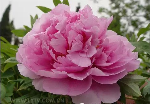 揭秘蓝牡丹：诗意花卉，寓意深长