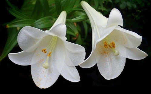百合花有毒吗？不同品种毒性有差异吗