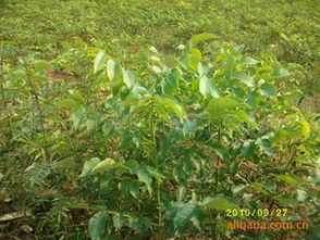 长沙果树苗基地