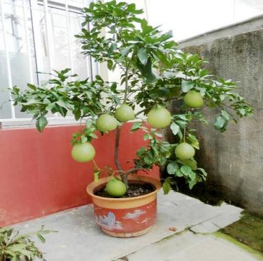 露台种果树：实现水果自由的好方法