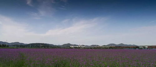 马鞭草在夏季盛开，其花期为6月至8月