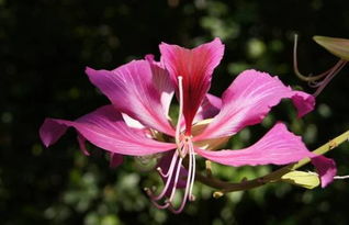 为何选择这个时间段移栽