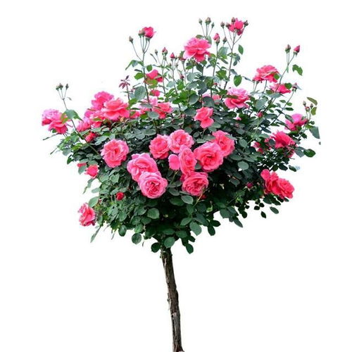 月季花品种大盘点，哪个是你的菜？