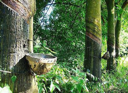 橡胶树开花季，揭秘那些你不知道的事