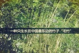 竹子的秘密：竹米种子的神秘之旅