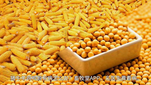 豆粕价格低点通常在豆粕底蛋和高蛋价格期间哪个月份出现？