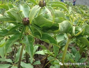 重楼种子处理技术要点