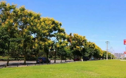 杜梨：春天里的银装少女