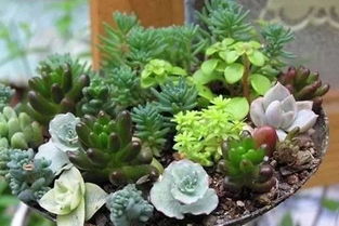 土壤的奥秘：寻找花卉的乐园