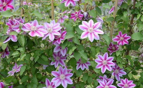 金合欢养殖技巧：掌握诀窍，绽放花朵！