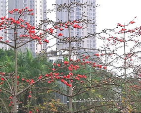 木棉花——春的象征