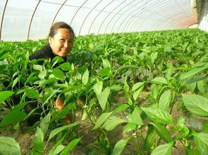 种花一亩地嫩赚多少钱？自己种花卖前景如何？