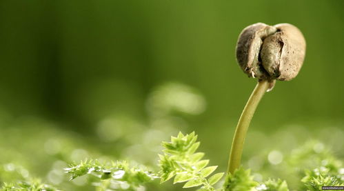 浇水三部曲，你学会了吗？