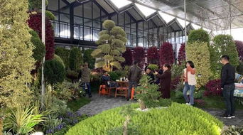 花卉批发市场， 花卉爱好者的天堂