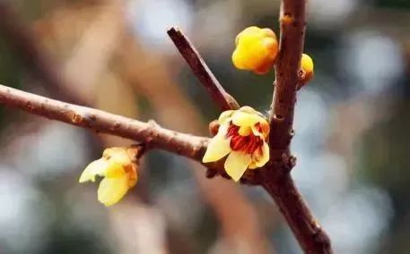 腊梅与梅花的季节之旅