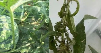 知识：打药时间有讲究