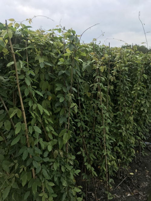 土壤选择， 排水要良好