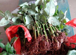 三不原则与黑杆发生率降低