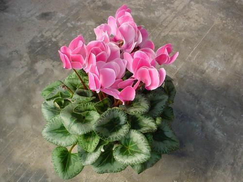 仙客来春季盛开，花期原因揭秘！