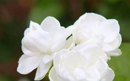 茉莉花送出时它所蕴含的含义和象征如此丰富