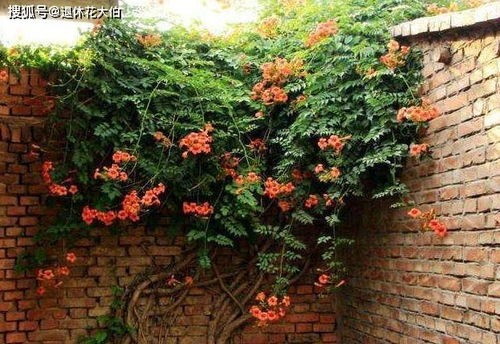 凌霄花的养护技巧