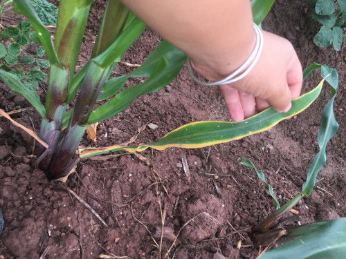 杀虫杀菌，这招靠谱吗？