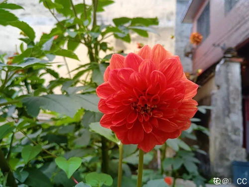 秋天开得长的花有哪些？这些花的花期能持续多久呢