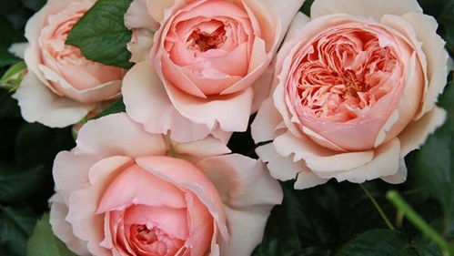 真宙月季：宇宙的奥秘