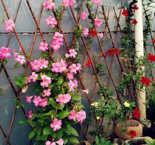 适合不同地区的爬藤植物