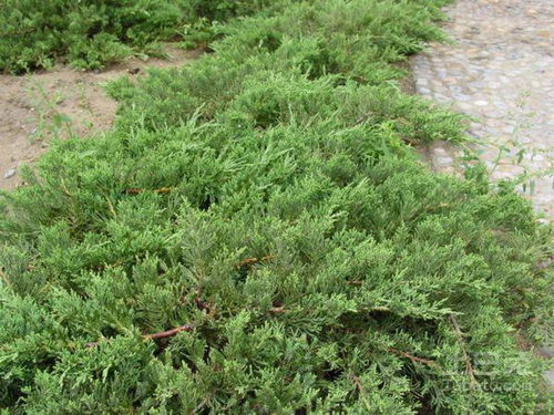 种植密度来点小建议