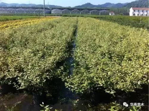 容器苗的兴起与优势