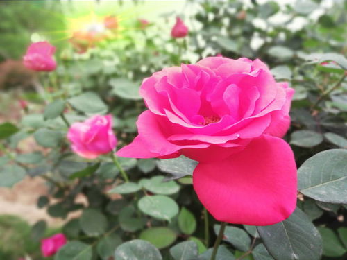 月季品种， 丰富多彩