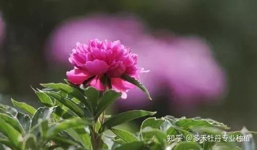 芍药花怎么养？如何让它们在室内绽放