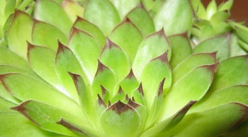 “观音莲繁殖技巧+养护攻略，养花必备！”