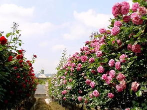 花期超长， 花开不断，美得让人陶醉
