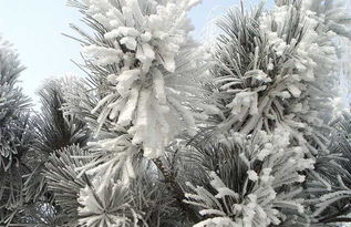 雪松， 大自然的瑰宝