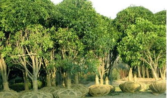 鑫地园林的美丽景观