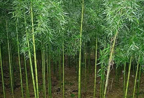种植误区连环套
