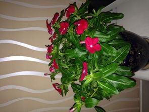 其他需要注意的年宵花卉