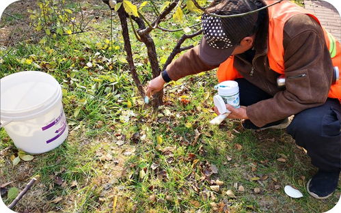 园林植物修剪的蕞佳时期探秘