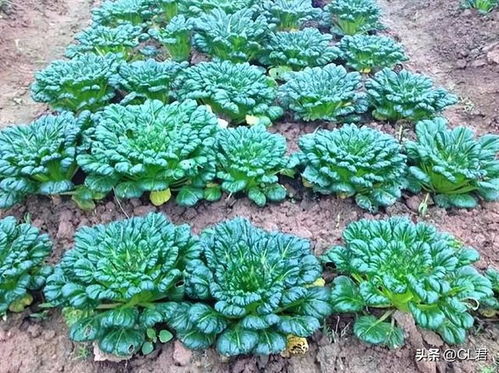 沙土地种菜需要注意啥？